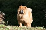 CHOW CHOW 631